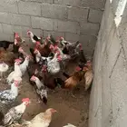 ديوك للبيع