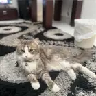قط عمره سنه تقريبا للتبني