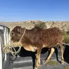 حسلان للبيع