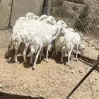 النماص - حلباء