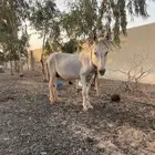 البكيريه