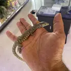 ورل النيلي
