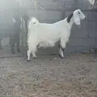 عنز حايل شحم