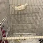 كناري ذكر للبيع