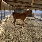 فحل رباع ادهم