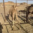 قعود