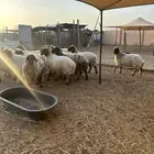 غنم نعيم للبيع العدد 16
