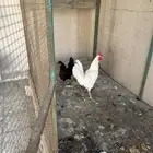 للبيع جوز دجاج