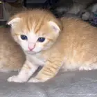قطط ذكور للبيع