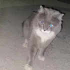 قط حصلته بشارع