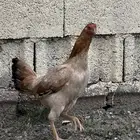 دجاجه باكستانيه شرط صحه وانتاج
