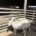شياه رفيد مقنوي