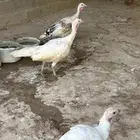دجاج رومي