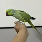 ذكر درة اليف