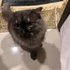 قط مفقود بالرياض lost cat in riyadh