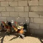 ديوك براهما ودجاج مهجن احجام لون دجاج كفو