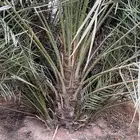 نخل البيع جميع انواع النخيل المثمر