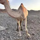 ناقه خلفة