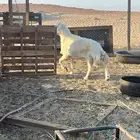 فحل حري صنف وطيب مشاءالله