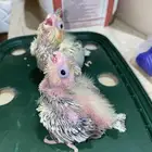 فرخ كروان فراشه