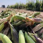 ذرة حمراء للبيع