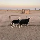 شاه خل فه الدوادمي