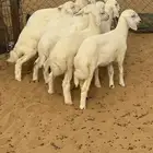 بهم تربيه