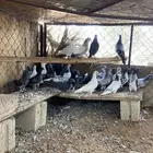 زغاليل مشكل