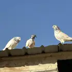 حمام باكستاني