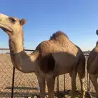 قعدان للبيع هجن