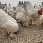 دجاج براهما بياض