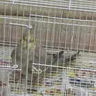 للبيع كروان انثى