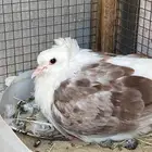 طيور بقع فرنسيات انتاج