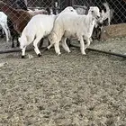 خروفين كفو كفو