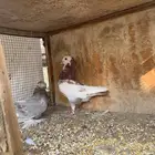 حمام زينه