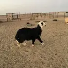 رخله نجديه