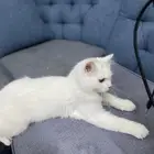 قطو ذكر شيرازي مع اغراضه بسبب التبني السفر