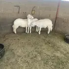طليان وتيوس للبيع