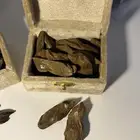 عود مميز - ضمان - توصيل مجانا