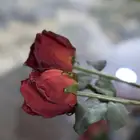 ورد شبة طبيعي بالحبة
