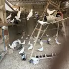 حمام فرنسي للبيع
