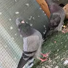 جوز قطايف تب منتج وعلى بيض