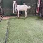 جفره هولنديه ترضع