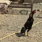 ديك شامو ياباني  دجاجه شامو الماني