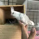 فروخ كروان رسيسف وايت فيس