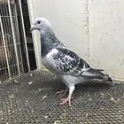 زاجل حمام