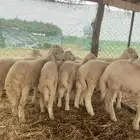 طليان حري نظيف