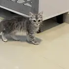 للبيع قطط شيرازي نظيف جدا