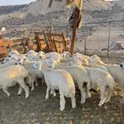 طليان و رخال