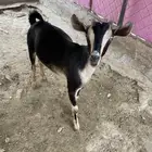 للبيع جفره عناق حو كفو لون جرم وشعره